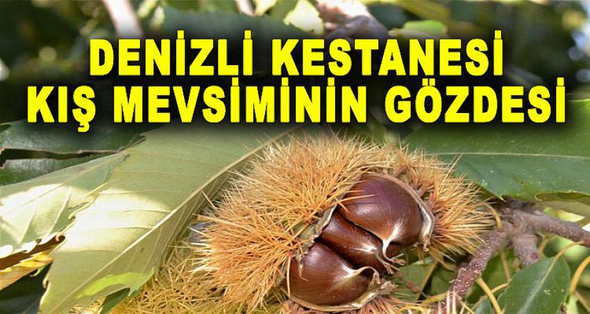 DENİZLİ KESTANESİ KIŞ MEVSİMİNİN GÖZDESİ