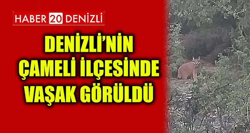 Denizli’nin Çameli İlçesinde Vaşak Görüldü