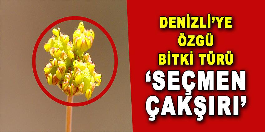 DENİZLİ'YE ÖZGÜ BİTKİ TÜRÜ 'SEÇMEN ÇAKŞIRI'