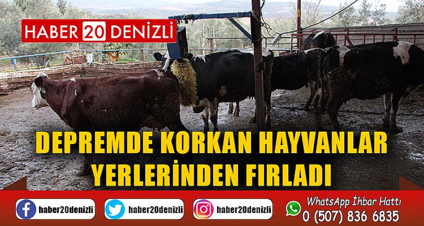  Depremde korkan hayvanlar yerlerinden fırladı