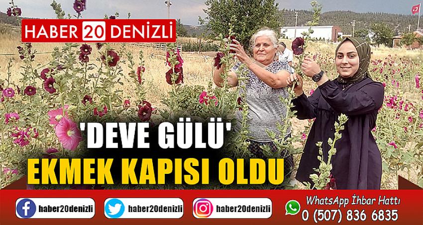 'Deve gülü' ekmek kapısı oldu