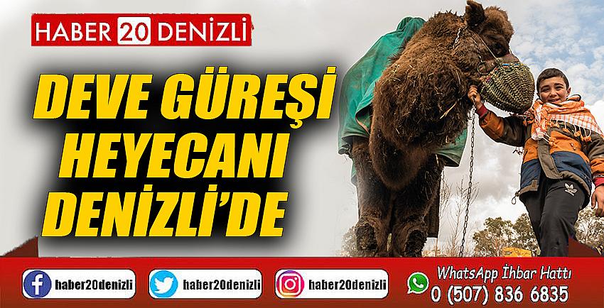 Deve güreşi heyecanı Denizli’de