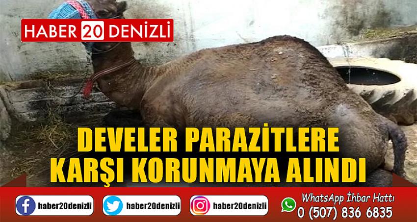 Develer parazitlere karşı korunmaya alındı