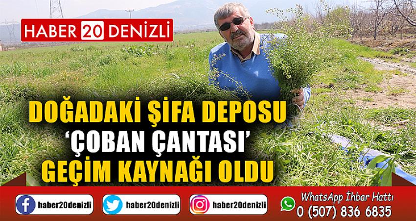 Doğadaki şifa deposu ‘Çoban Çantası’ geçim kaynağı oldu