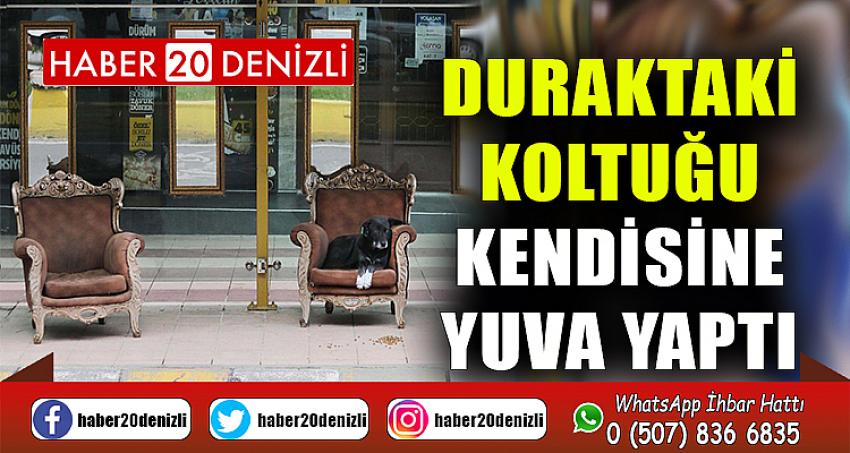 Duraktaki koltuğu kendisine yuva yaptı