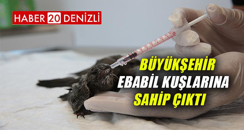 Büyükşehir Ebabil kuşlarına sahip çıktı