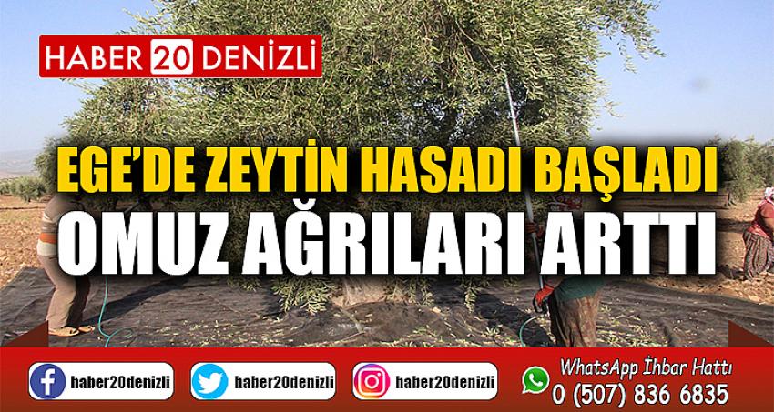 Ege’de zeytin hasadı başladı, omuz ağrıları arttı