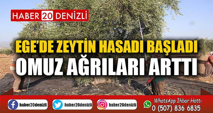 Ege’de zeytin hasadı başladı, omuz ağrıları arttı