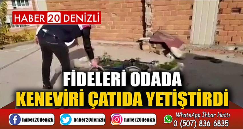 Fideleri odada, keneviri çatıda yetiştirdi