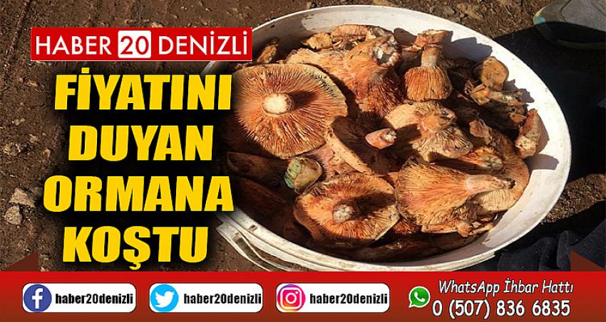 Fiyatını duyan ormana koştu