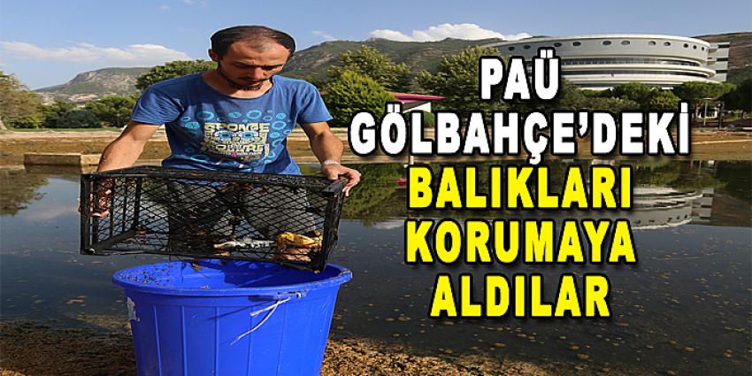 PAÜ GÖLBAHÇE'DEKİ BALIKLARI KORUMAYA ALDILAR