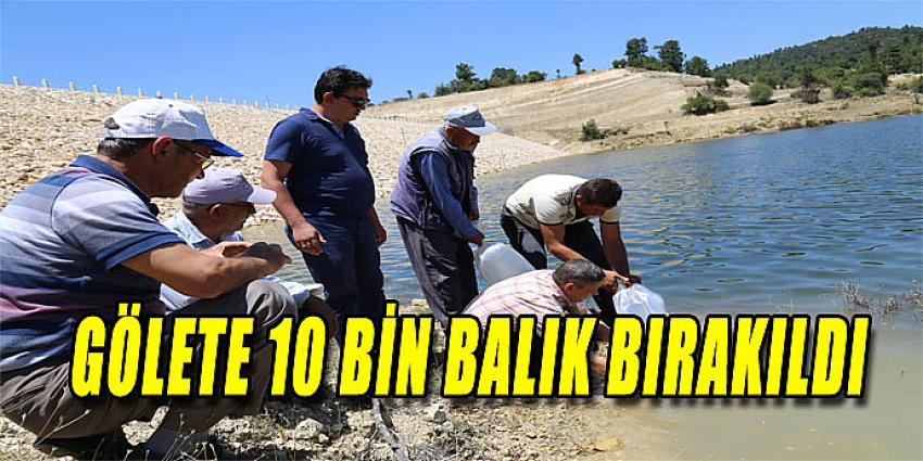 GÖLETE 10 BİN BALIK BIRAKILDI