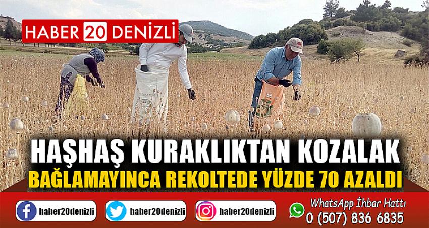 Haşhaş kuraklıktan kozalak bağlamayınca rekoltede yüzde 70 azaldı