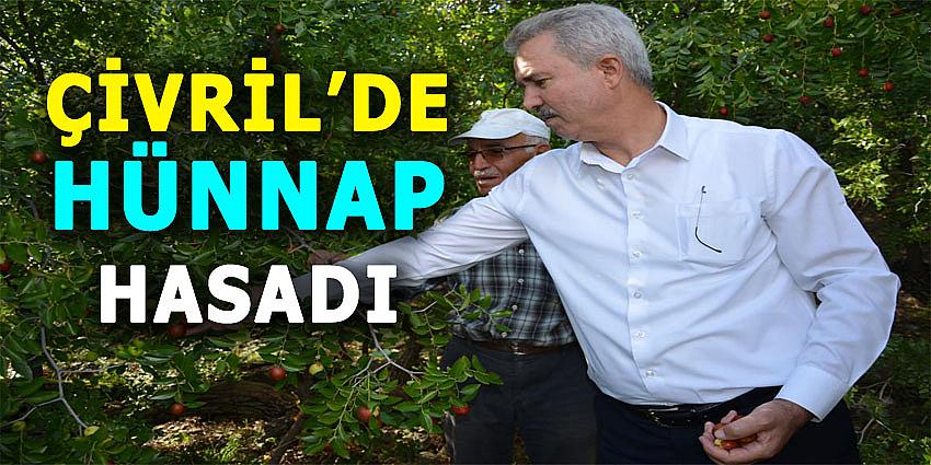 ÇİVRİL'DE HÜNNAP HASADI