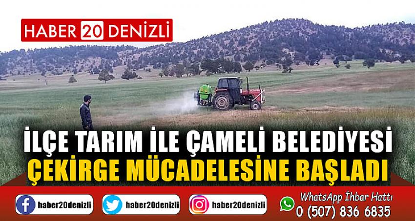 İlçe Tarım ile Çameli Belediyesi çekirge mücadelesine başladı