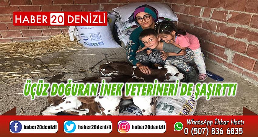 Üçüz doğuran inek veterineri de şaşırttı