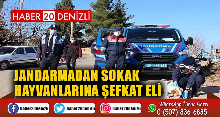 Jandarmadan sokak hayvanlarına şefkat eli