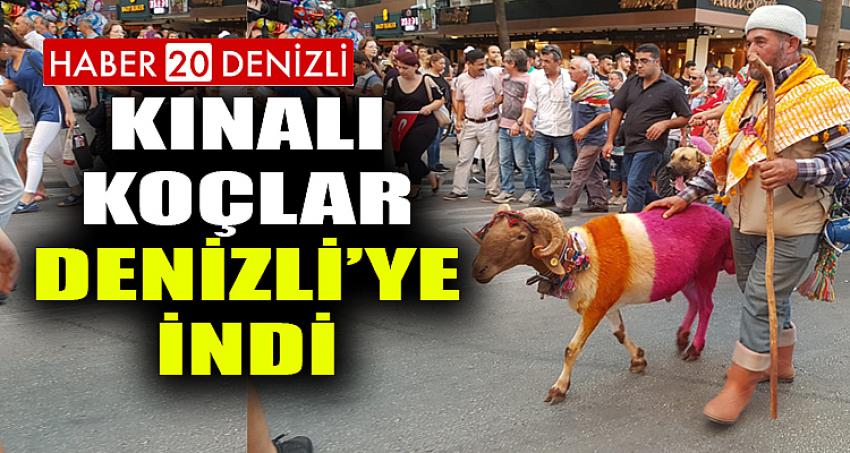 KINALI KOÇLAR DENİZLİ'YE İNDİ