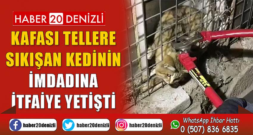 Kafası tellere sıkışan kedinin imdadına itfaiye yetişti