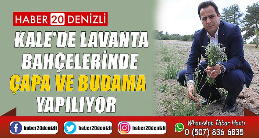 KALE'DE LAVANTA BAHÇELERİNDE ÇAPA VE BUDAMA YAPILIYOR