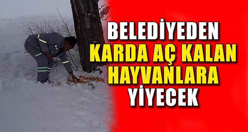 Belediyeden karda Aç Kalan Hayvanlara Yiyecek