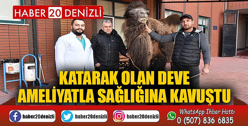 Katarak olan deve ameliyatla sağlığına kavuştu