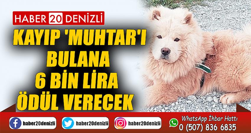 Kayıp 'Muhtar'ı bulana 6 bin lira ödül verecek