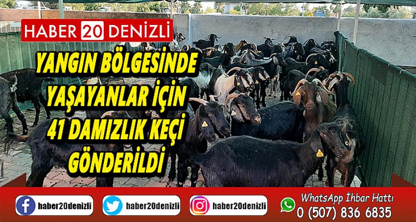 Yangın bölgesinde yaşayanlar için 41 damızlık keçi gönderildi