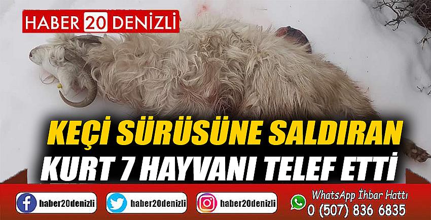 Keçi sürüsüne saldıran kurt 7 hayvanı telef etti