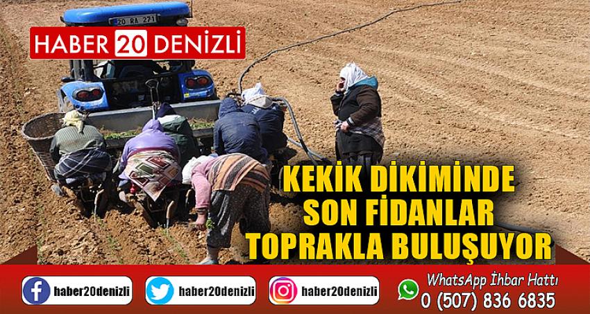 Kekik dikiminde son fidanlar toprakla buluşuyor