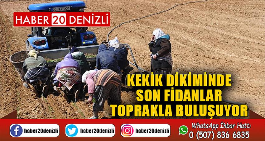 Kekik dikiminde son fidanlar toprakla buluşuyor