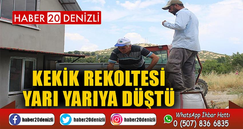 Kekik rekoltesi yarı yarıya düştü