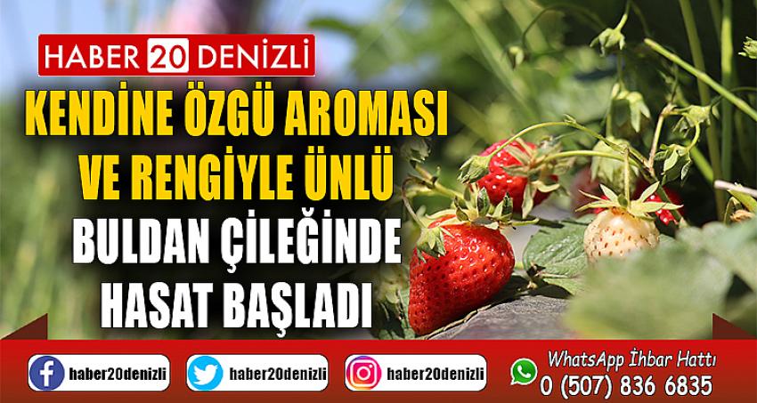 Kendine özgü aroması ve rengiyle ünlü Buldan çileğinde hasat başladı