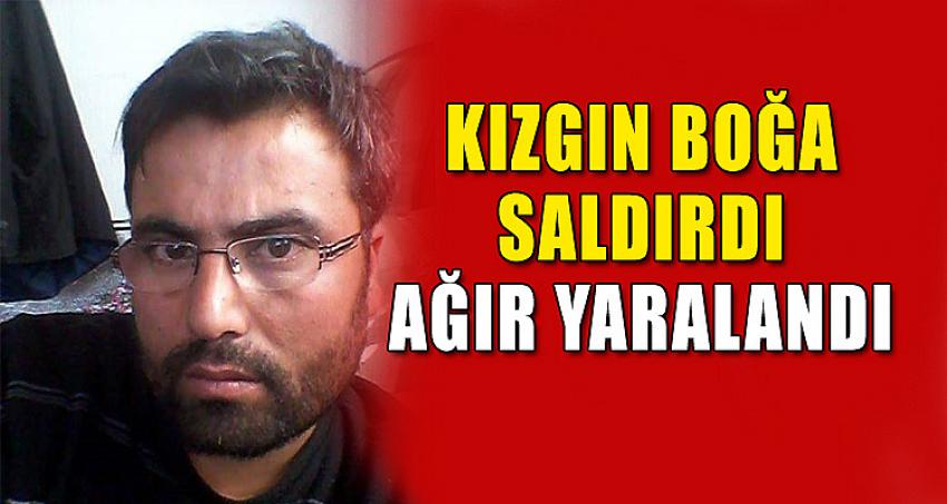 KIZGIN BOĞA SALDIRDI, AĞIR YARALANDI