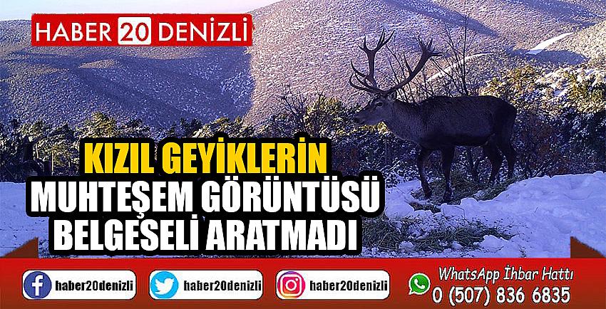 Kızıl geyiklerin muhteşem görüntüsü belgeseli aratmadı