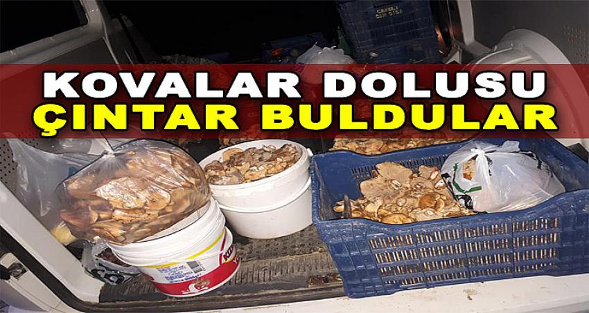 KOVALAR DOLUSU ÇINTAR BULDULAR