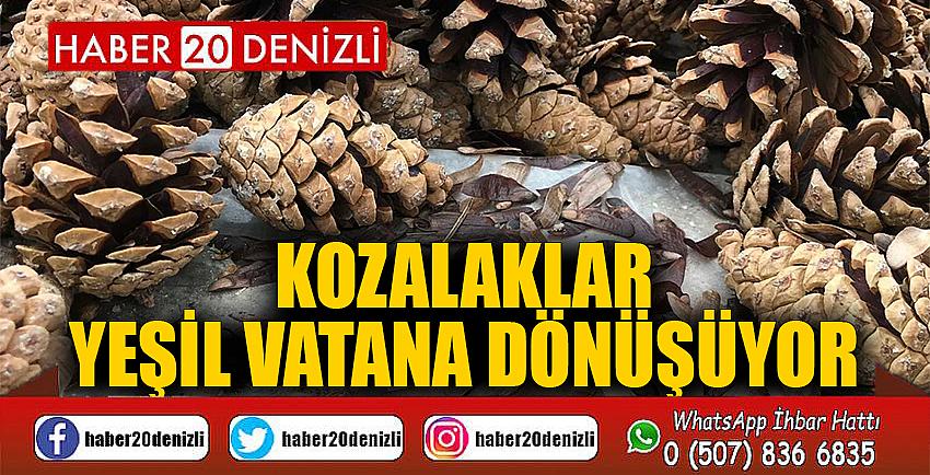 Kozalaklar yeşil vatana dönüşüyor