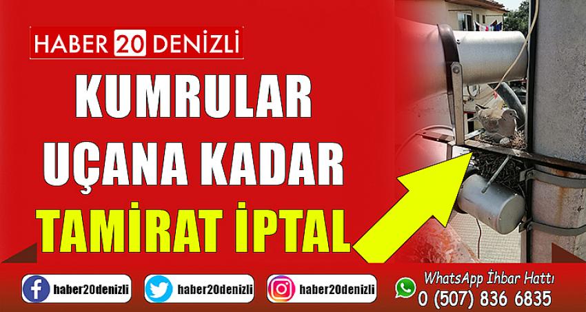 Kumrular uçana kadar tamirat iptal