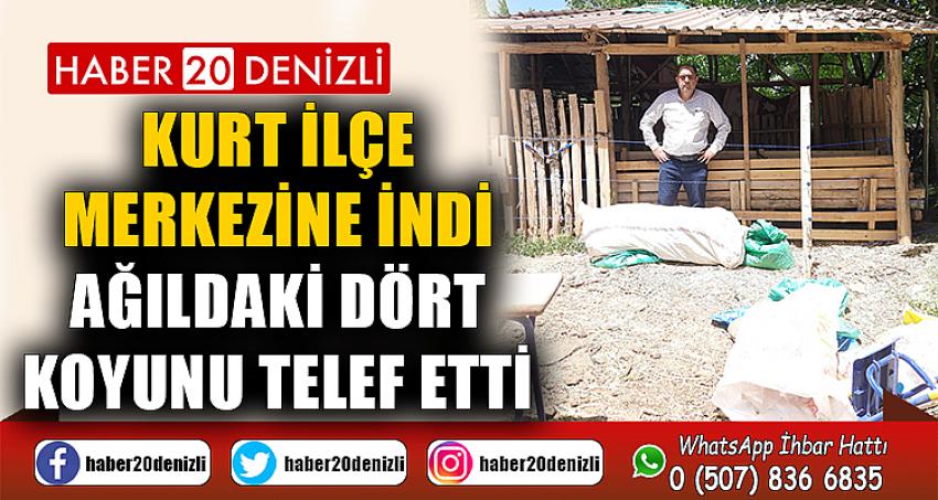 Kurt ilçe merkezine indi, ağıldaki dört koyunu telef etti