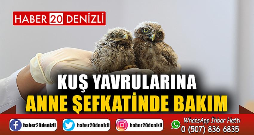 Kuş yavrularına anne şefkatinde bakım