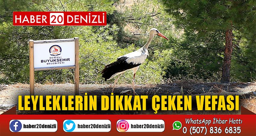 Leyleklerin dikkat çeken vefası