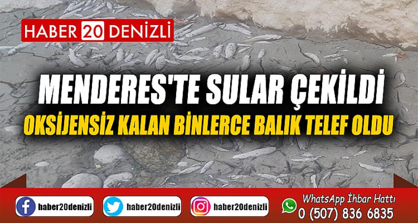 Menderes'te sular çekildi, oksijensiz kalan binlerce balık telef oldu