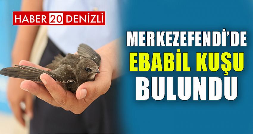 MERKEZEFENDİ’DE EBABİL KUŞU BULUNDU