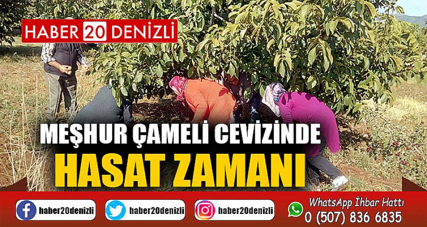 Meşhur Çameli cevizinde hasat zamanı