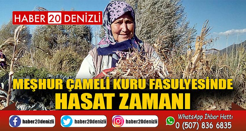 Meşhur Çameli kuru fasulyesinde hasat zamanı