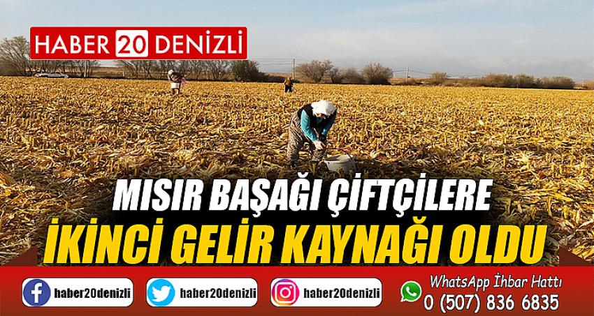 Mısır başağı çiftçilere ikinci gelir kaynağı oldu