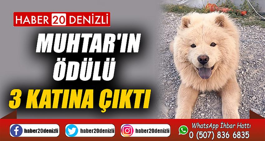 Muhtar'ın ödülü 3 katına çıktı