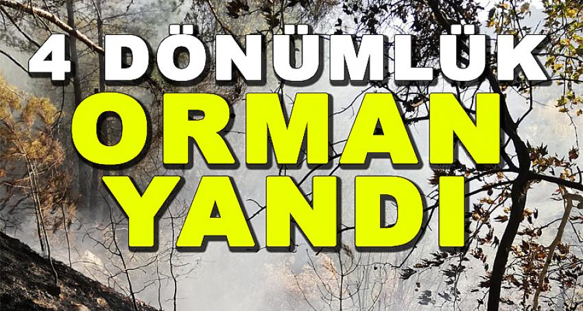 4 DÖNÜMLÜK ORMAN YANDI