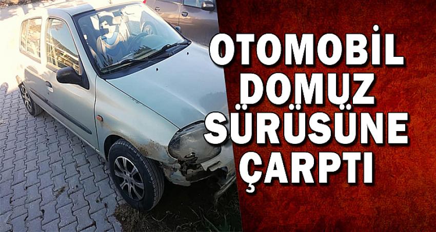 OTOMOBİL DOMUZ SÜRÜSÜNE ÇAPRTI