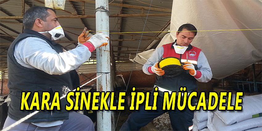 KARA SİNEKLE İPLİ MÜCADELE